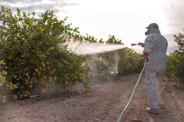 Professional Pest Control in Citrus Park, AZ