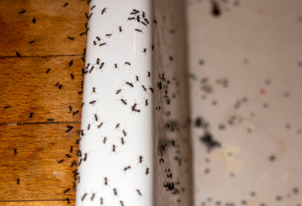 Best Commercial Pest Control Services  in Citrus Park, AZ