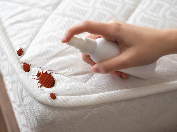 Best Affordable Pest Control Services  in Citrus Park, AZ
