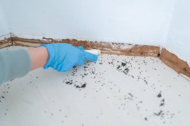 Trusted Citrus Park, AZ Pest Control Experts